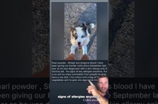 Dog skin solutions by cultivateelevate