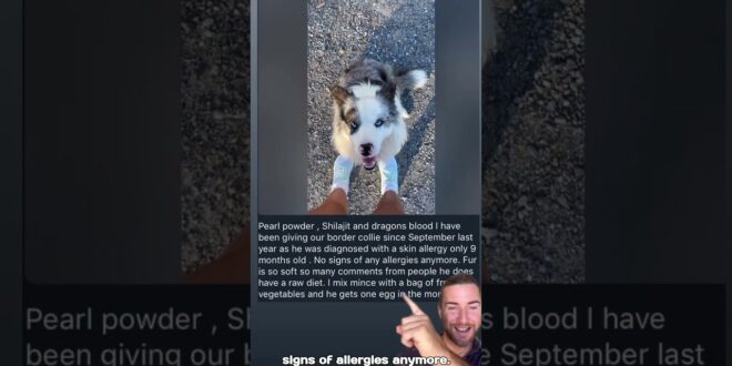 Dog skin solutions by cultivateelevate