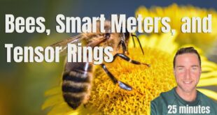 Bees, Smart meters, Dragons blood, Vitamins and Tensor Rings
