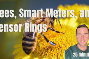 Bees, Smart meters, Dragons blood, Vitamins and Tensor Rings