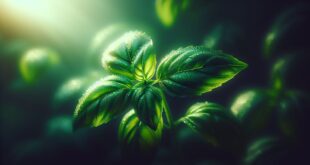 The Healing Power of Basil: More Than Just a Pizza Topping