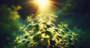 The Surprising Health Benefits of Oregano Beyond Cooking