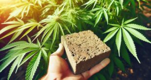 The Role of Hempcrete in Sustainable Home Construction